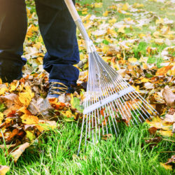 Spring & Fall Cleanup